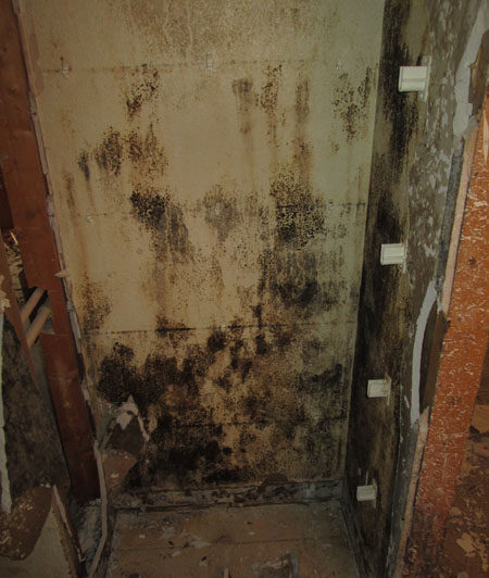 mold_about_us