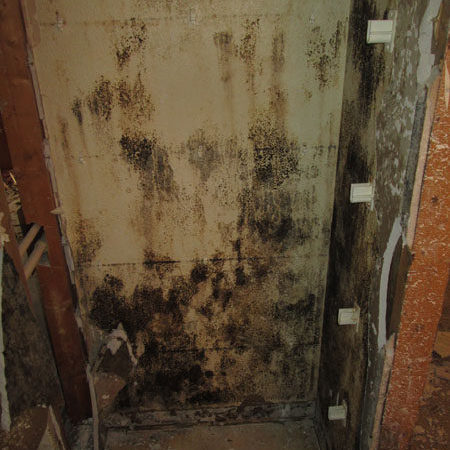 mold_about_us